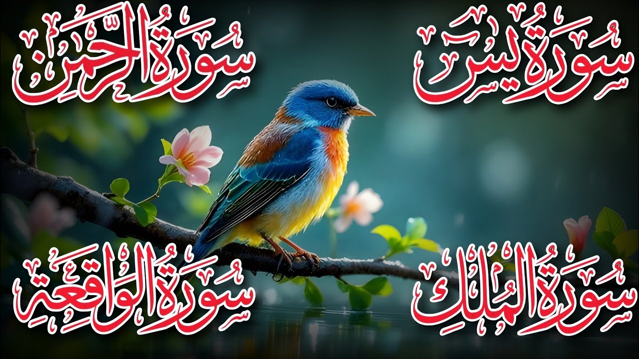 Surah Yasin | Surah Rahman | Surah Waqia | Surah Mulk | Full HD | Quran Hour | Alaa Aqel