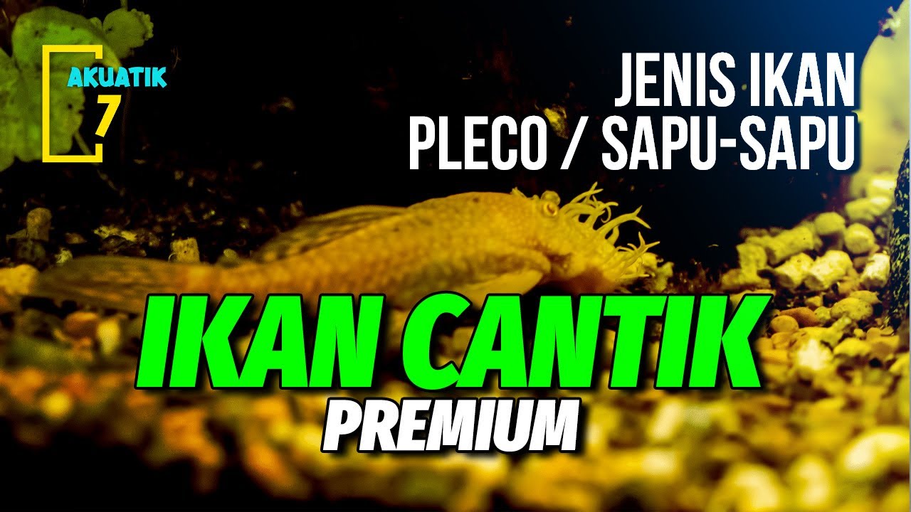 10 JENIS IKAN PLECO HIAS TERCANTIK UNTUK AKUARIUM | AKUATIK7