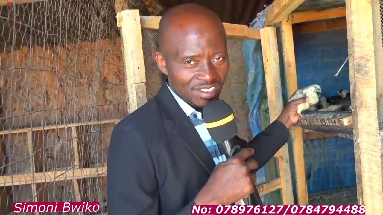 JIFUNZE HATUA KWA HATUA JUNSI YA KUFUGA KUKU KIBIASHARA