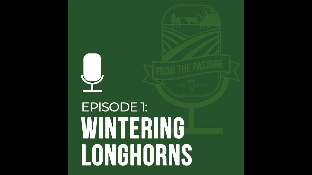 Wintering Longhorns