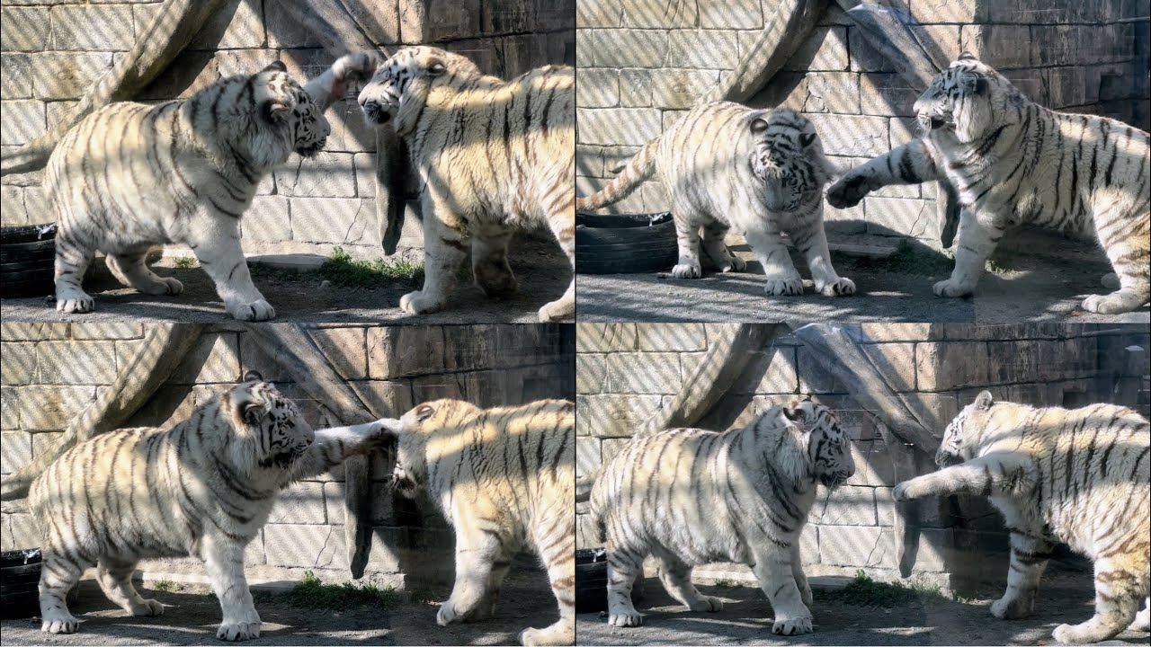 タイヤの取り合いから喧嘩に勃発するコタくんとハクくん🐯　2月16日 東武動物公園　ホワイトタイガー