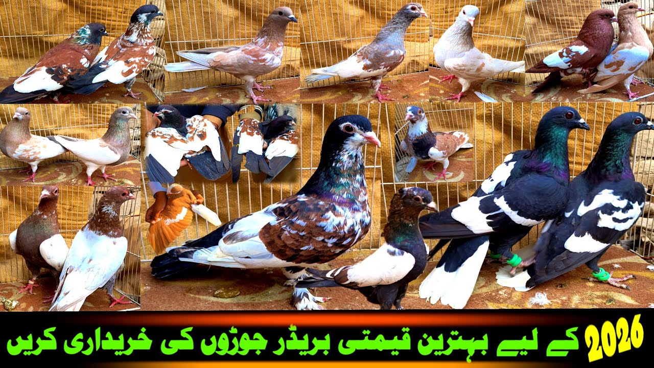 Shop The Best Value Breeder Pairs For 2026 | Best | Business Setup of Famous Pigeon Traders Pakistan