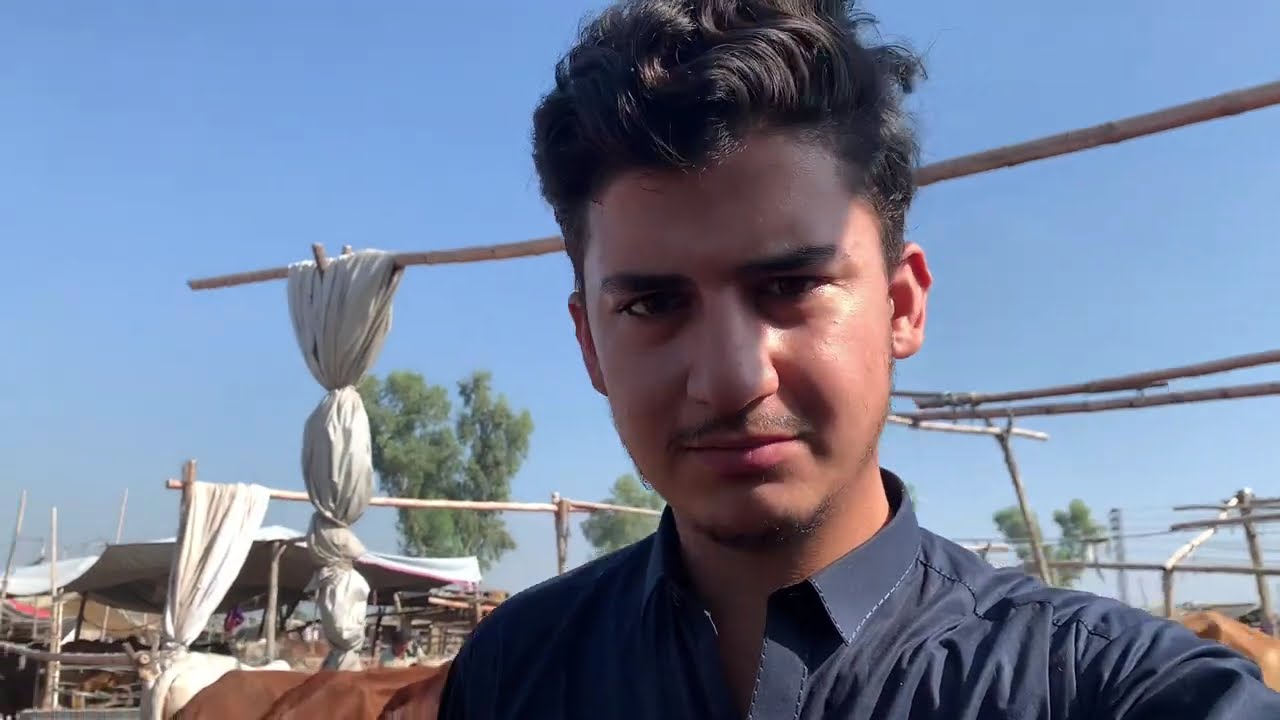 Peshawar Cow Mandi | ring road mandi peshawar pakistan