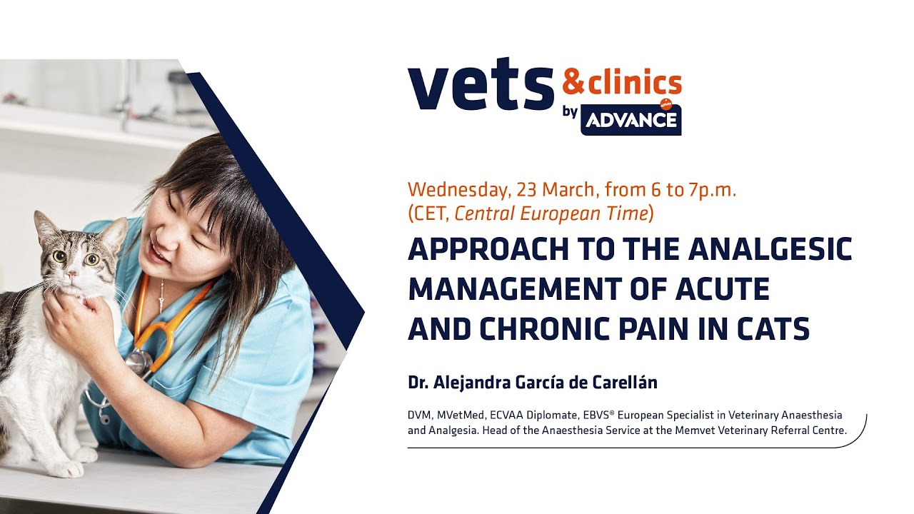 11. INT - Approach to the analgesic management of acute and chronic pain in cats