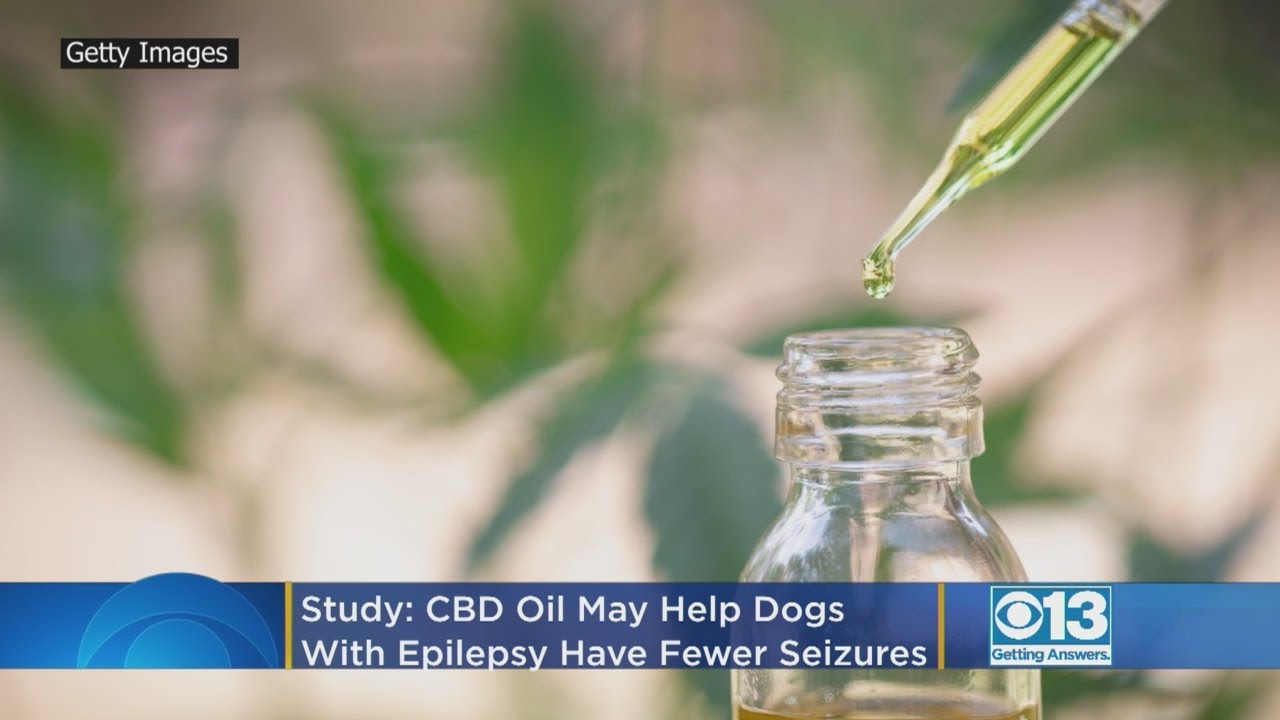 CBD Oil May Help Dogs With Epilepsy Have Fewer Seizures