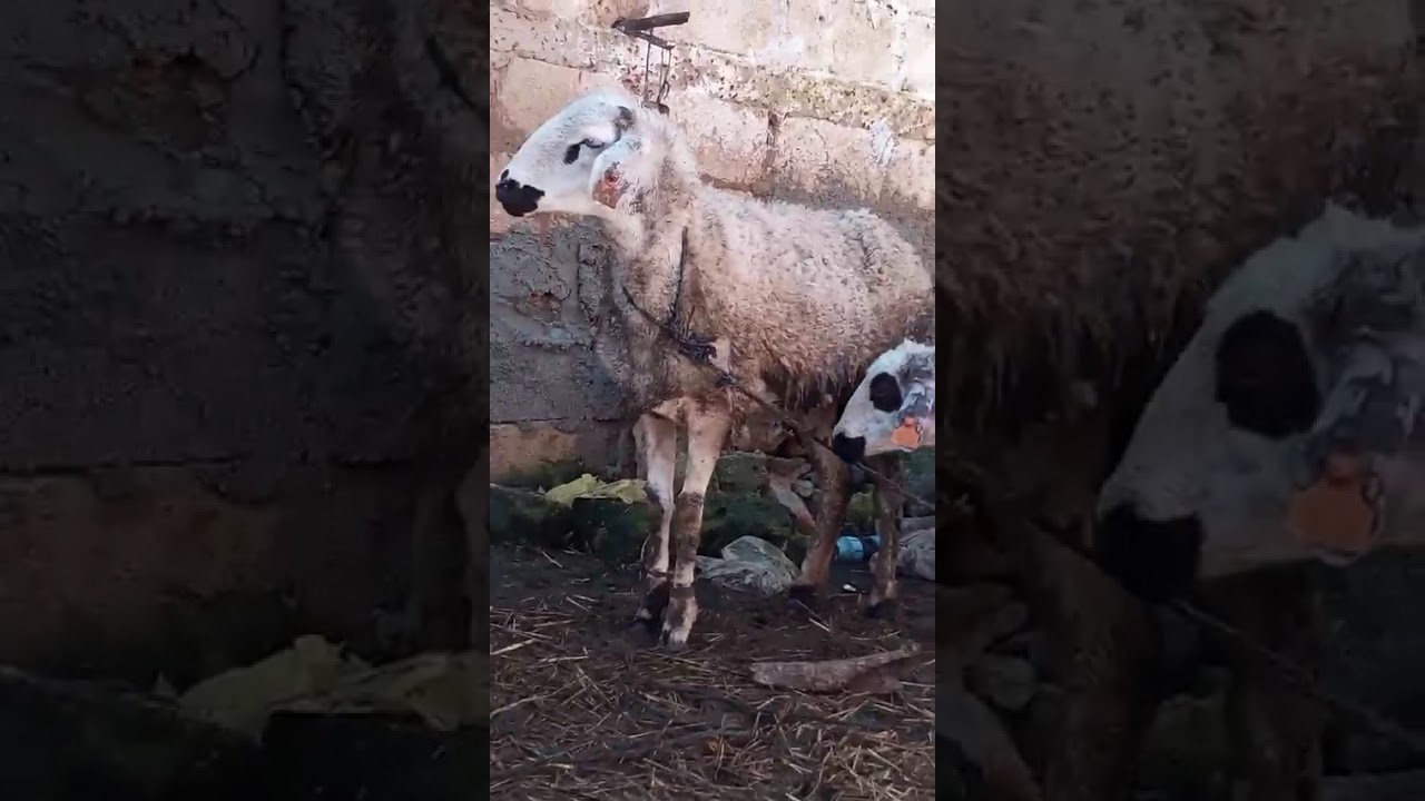 اجيو تشوفو زيادة 