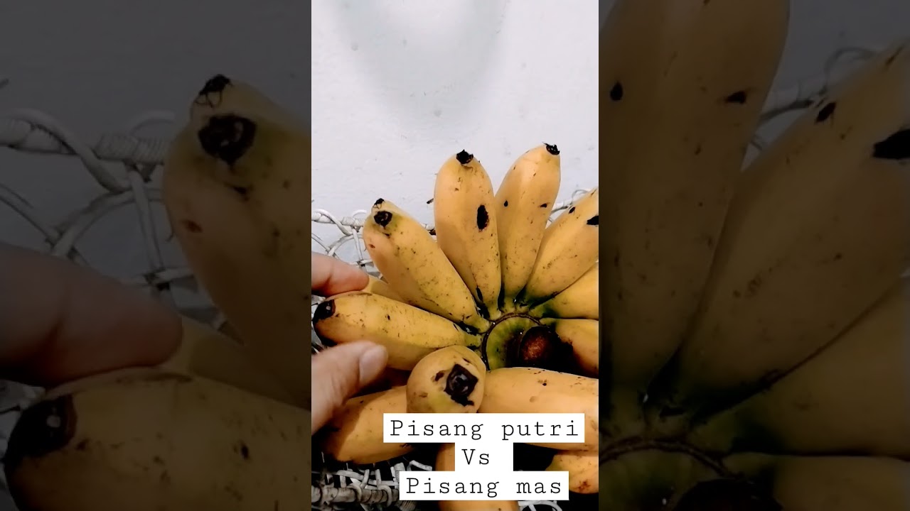 Perbedaan pisang putri dan pisang mas