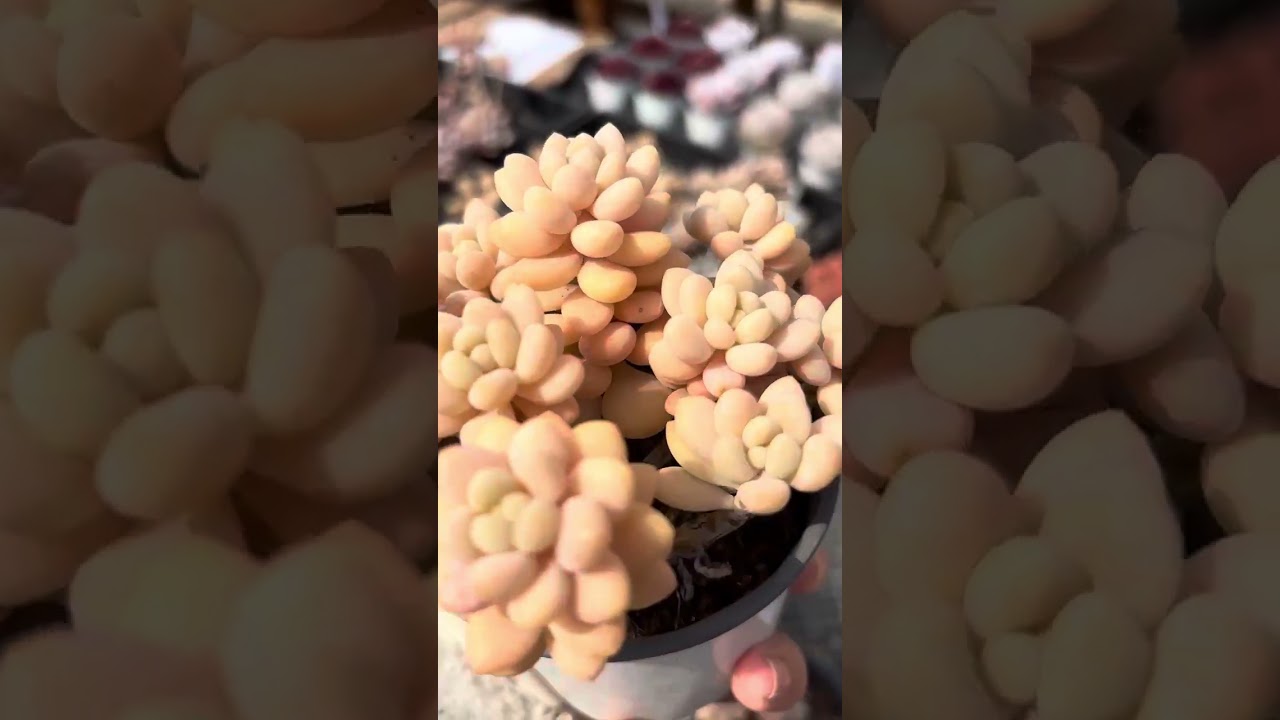 Graptosedum Rococo Small Old Stem Cluster #succulent #succulents #echeveria #garden #plants