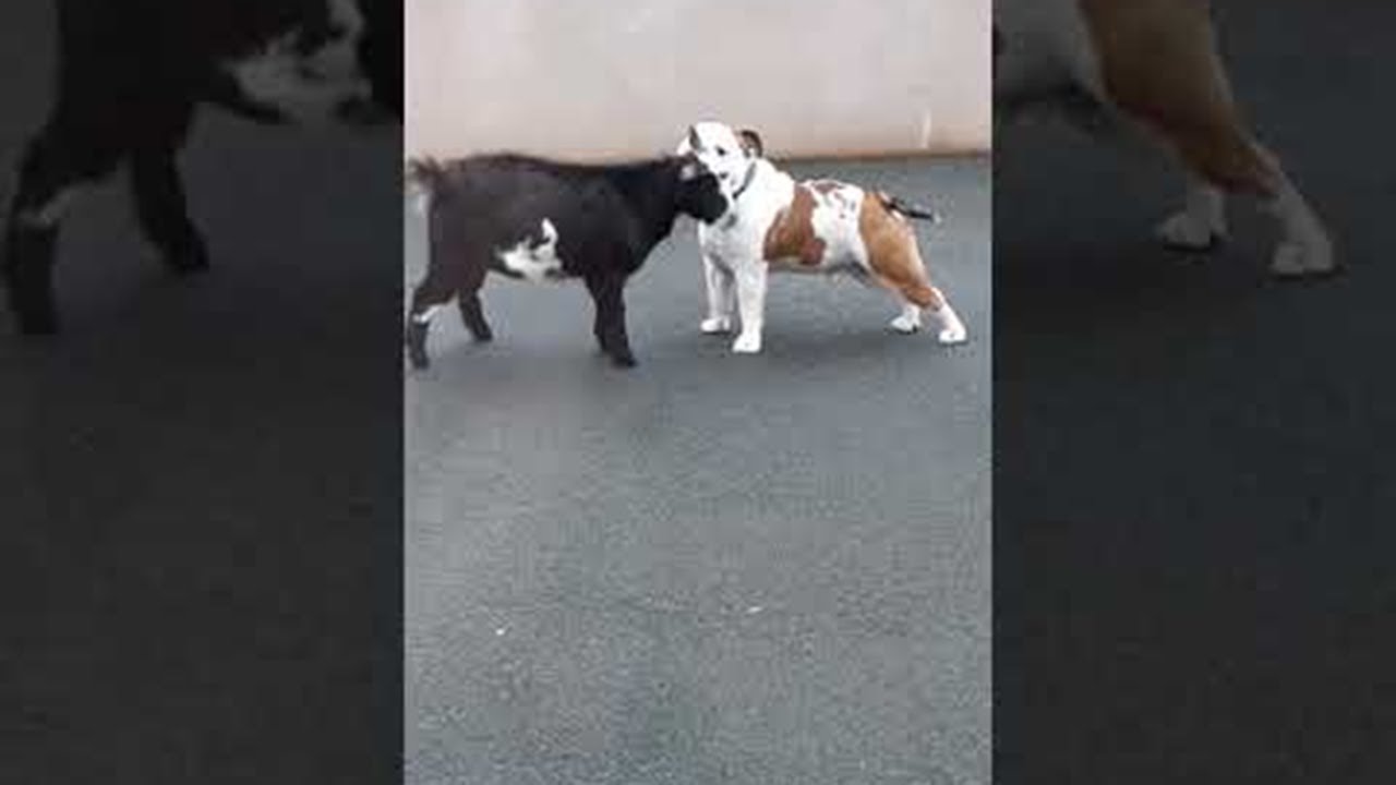 Bulldog and Pygmy Goat Make Best Buddies || ViralHog
