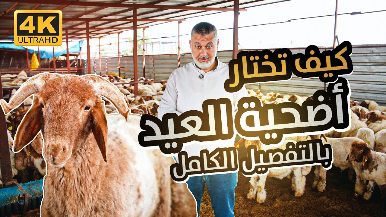 كيف تختار خروف العيد 🐑 بدون ما ينضحك عليك؟ أسرار الغش والخدع والأسعار🔥 دليل الأضحية الصح