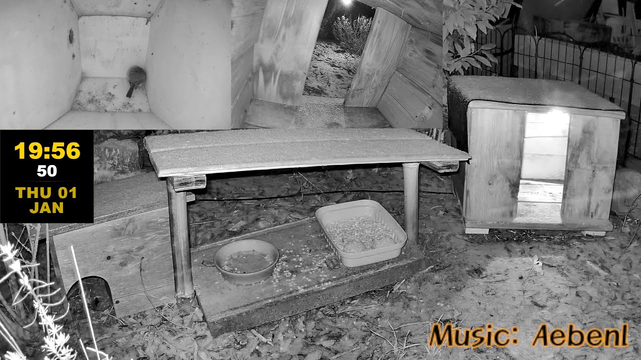 🔴 Birds And Visitors - A live stream from our feeding place at night in Niedermohr, Germany.