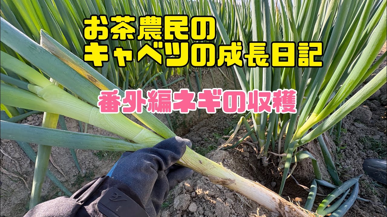 お茶農民のキャベツの成長日記☺️番外編ネギの収穫🤩