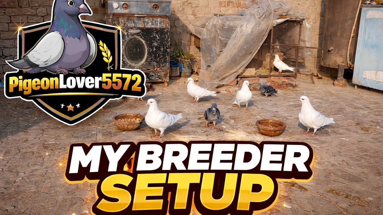Kro Shok Mery Breeder Setup Da | Full Pigeon Breeding System Tour 2026 | PigeonLover5572