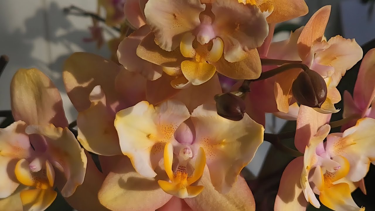 Орхидейные букетики🌷 