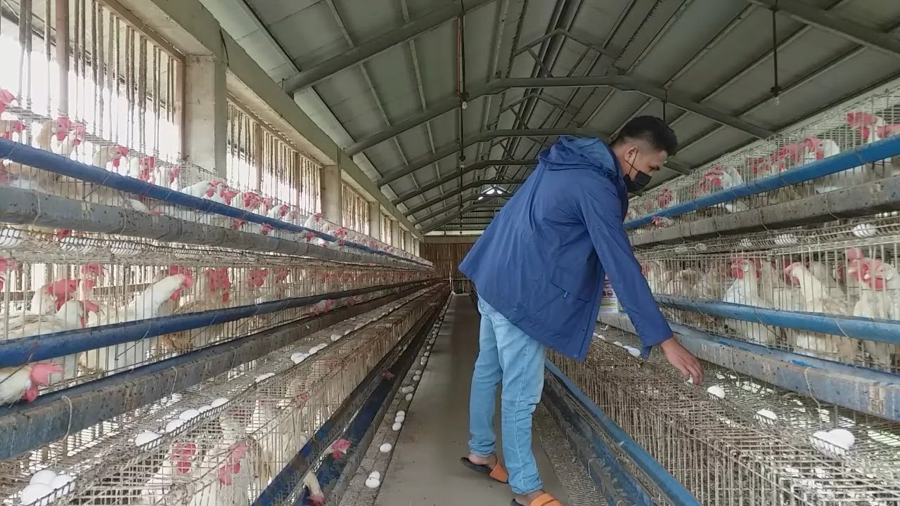 POULTRY: 15,000 Heads na Ready to Lay Egg (RTL)  Chickens/Culling Activity  #agriculture