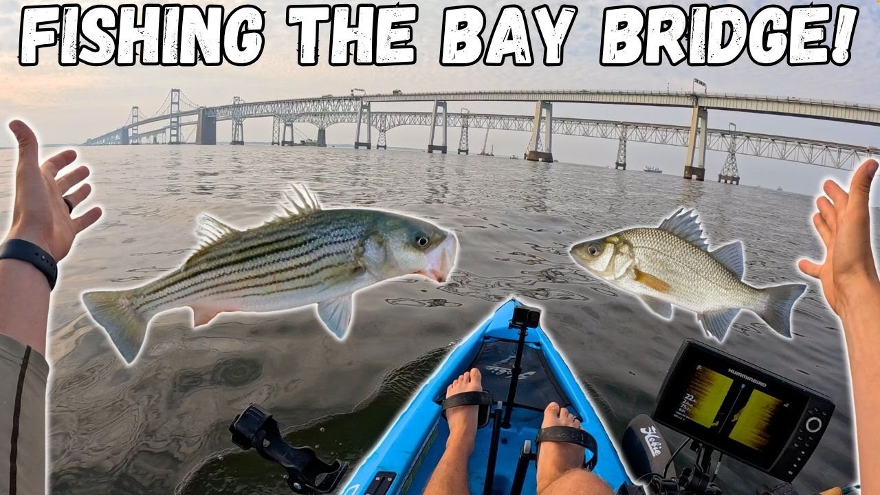 FISHING The CHESAPEAKE BAY BRIDGE! Kayak Fishing For STRIPED BASS And WHITE PERCH!