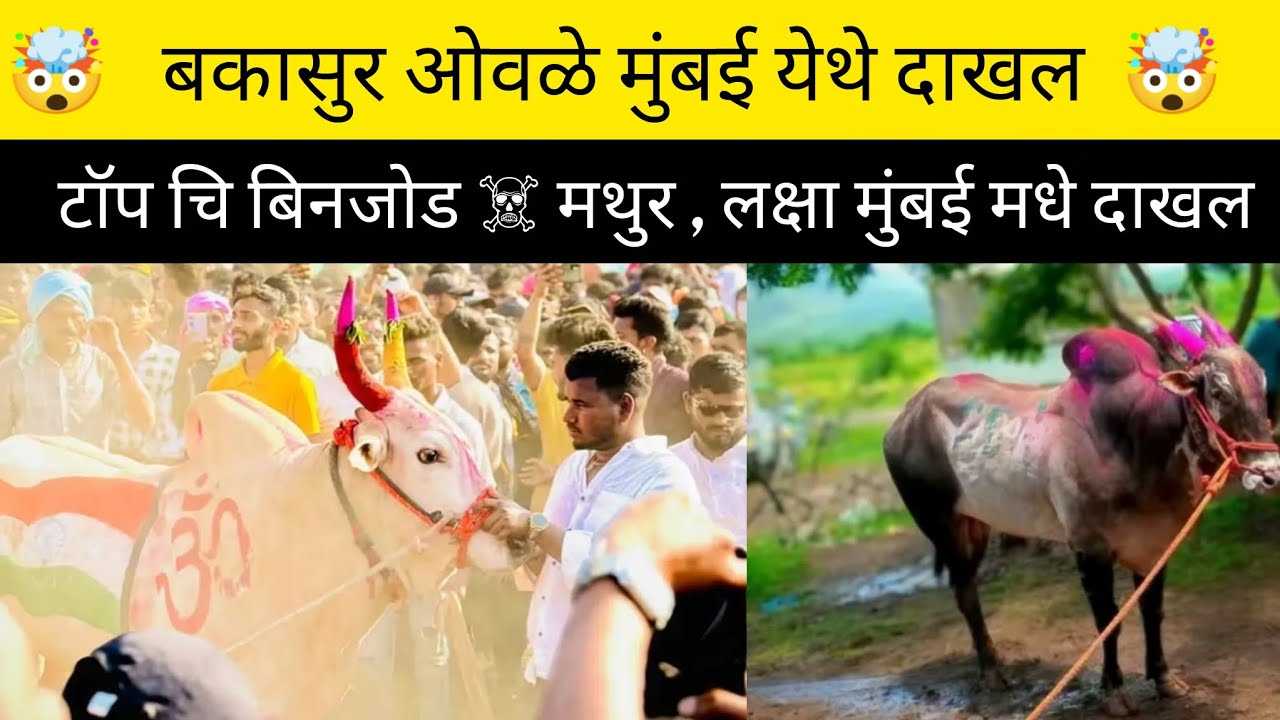 बकासुर ओवळे मुंबई येथे दाखल टॉप चि बिनजोड मथुर लक्षा 