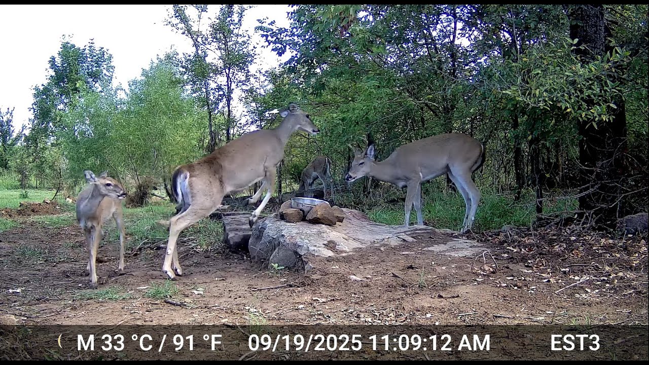 Wildlife with Big Bucks Bobcat Skunk Raccoon Opossum Deer Family Armadillo Birds in Part 3 Sep. 2025