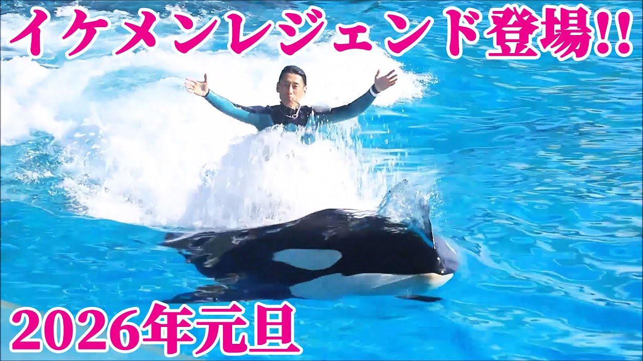 2026年元旦シャチパフォーマンス!! 鴨川シーワールド シャチショー KamogawaSeaWorld  orca killerwhale