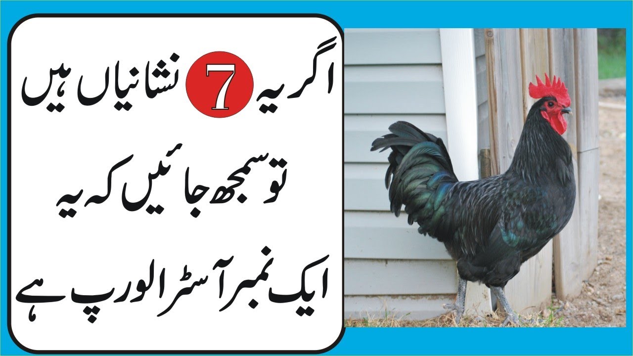 Asli Australorp ki nishania | How to check purity of Australorp | Black australorp ki pehchan