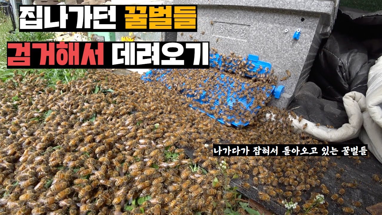 집나가는 순간 포착된 꿀벌들 집으로 돌려보내기