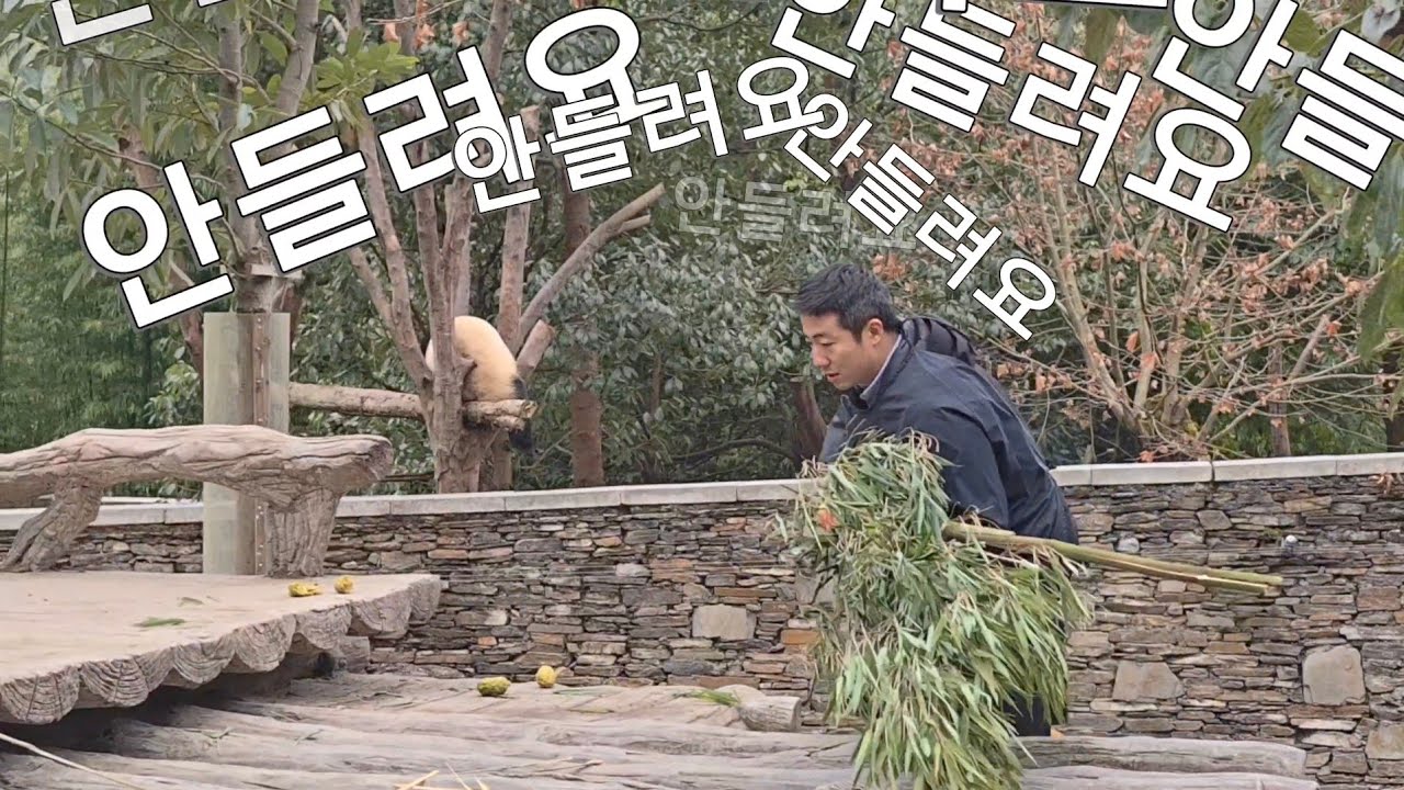 1/31 푸바오실시간 마감전 씨에삼톤이 불러도 대답없는 푸야~ 스타는 역시 달라!!!!!