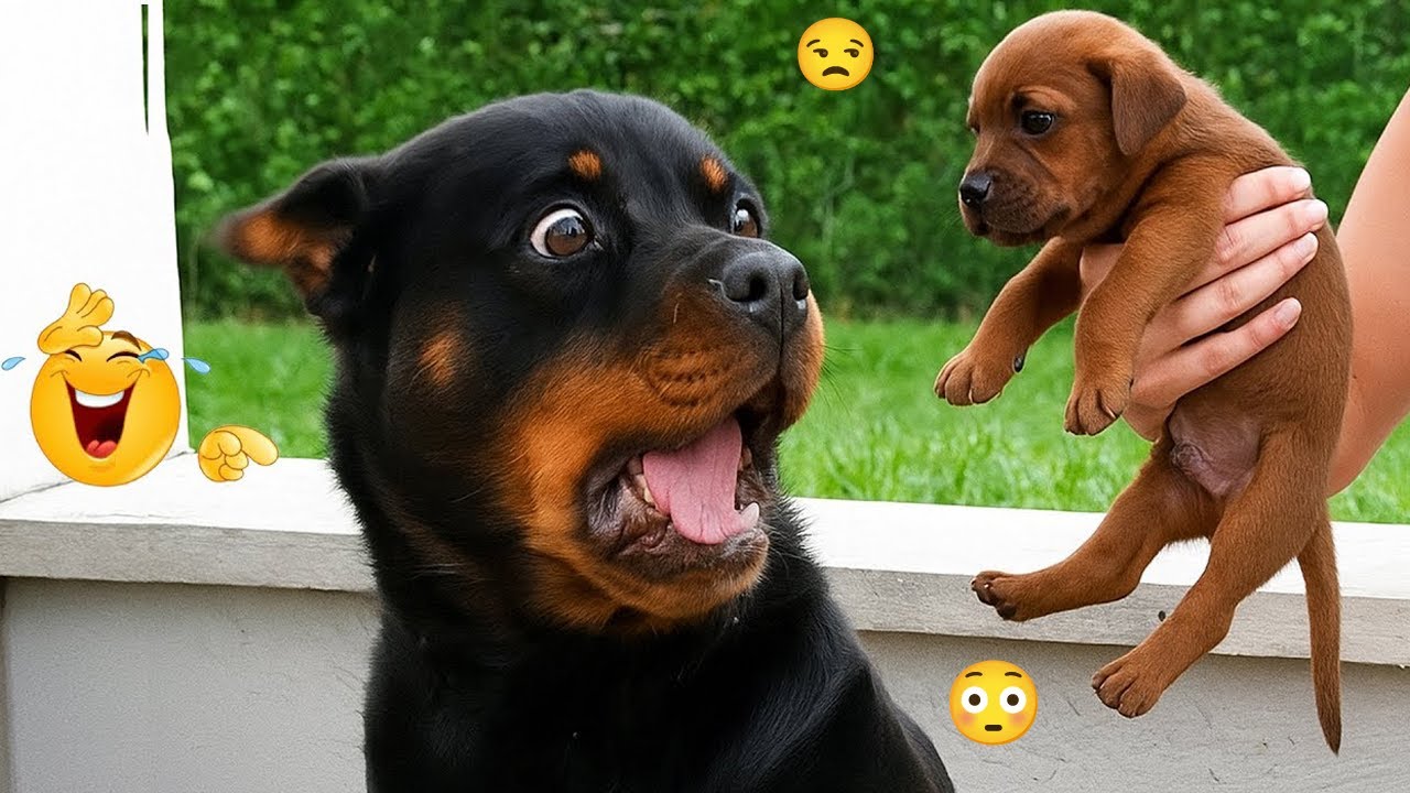 I Wanted a Dog, Got a Comedian Instead 😂🐶 Funniest Dogs Ever
