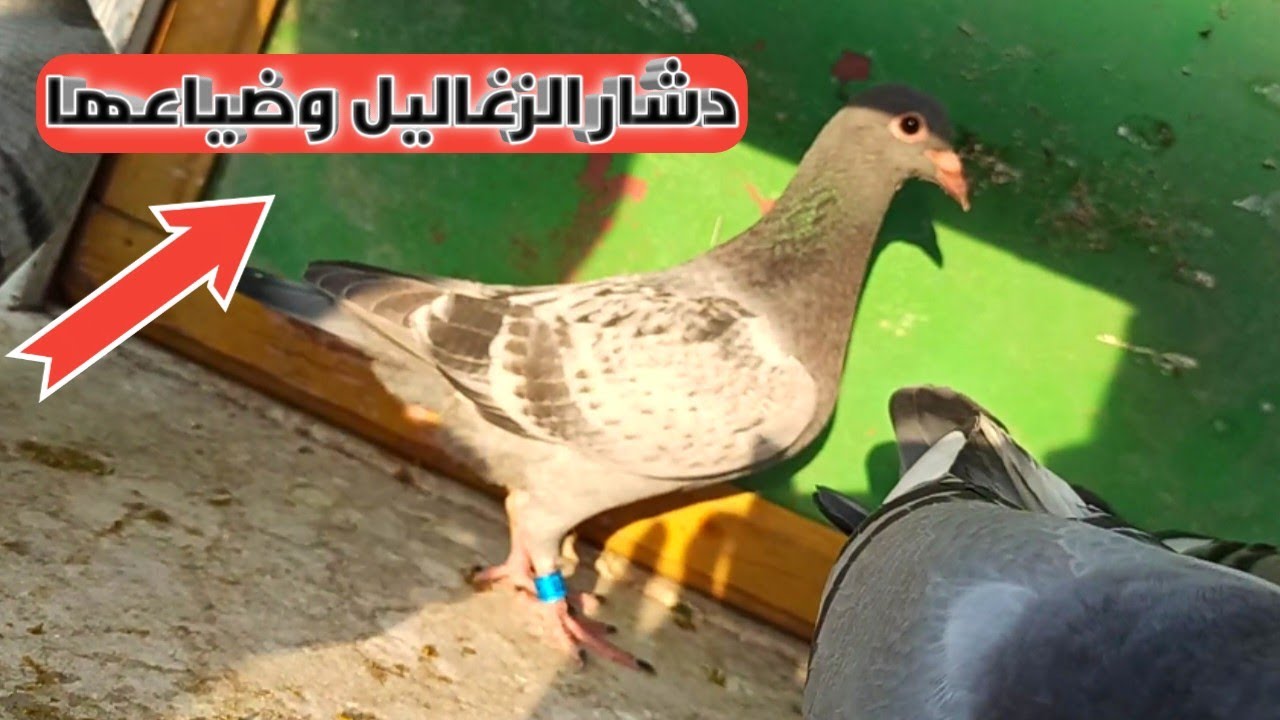 سبب ضياع الزغاليل الزاجل ودشارها!؟