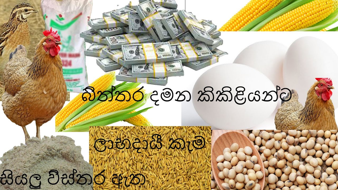 gam kikiliyanta kema wattoruwa