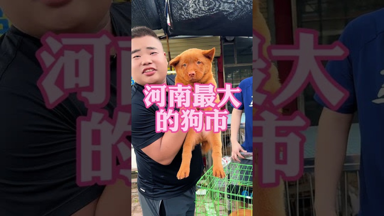 河南开封 现在狗市的正经玩意儿是越来越少了#狗市淘狗 #狗市挑选 #养狗小知识 #中华田园犬