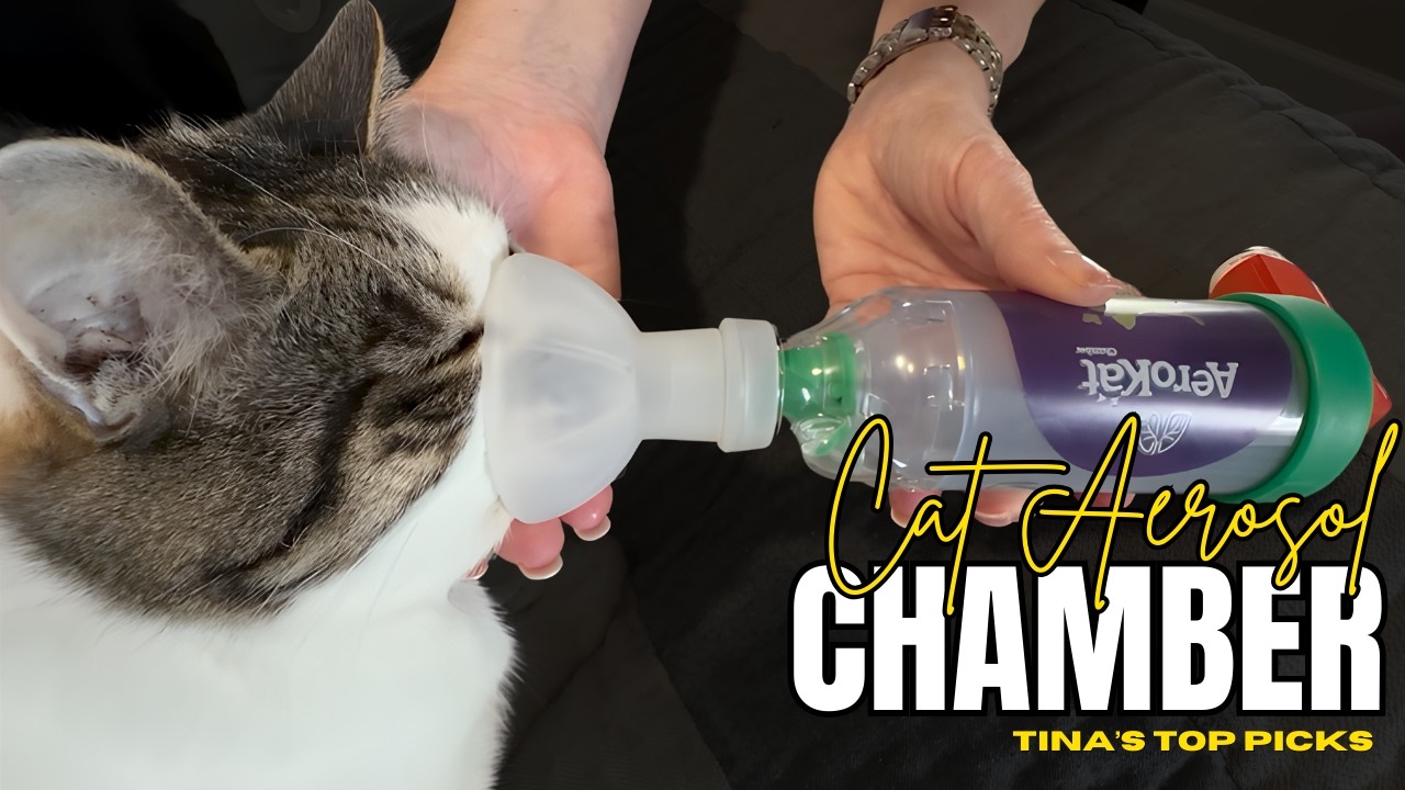 Cat Aerosol Chamber Fit And Ease Of Use Overview