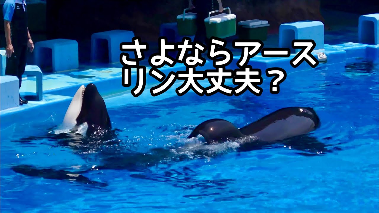 アースくんが亡くなってリンちゃんの様子が気になります　7月撮影の動画です【名古屋港水族館】Orca Port of Nagoya Public Aquarium 