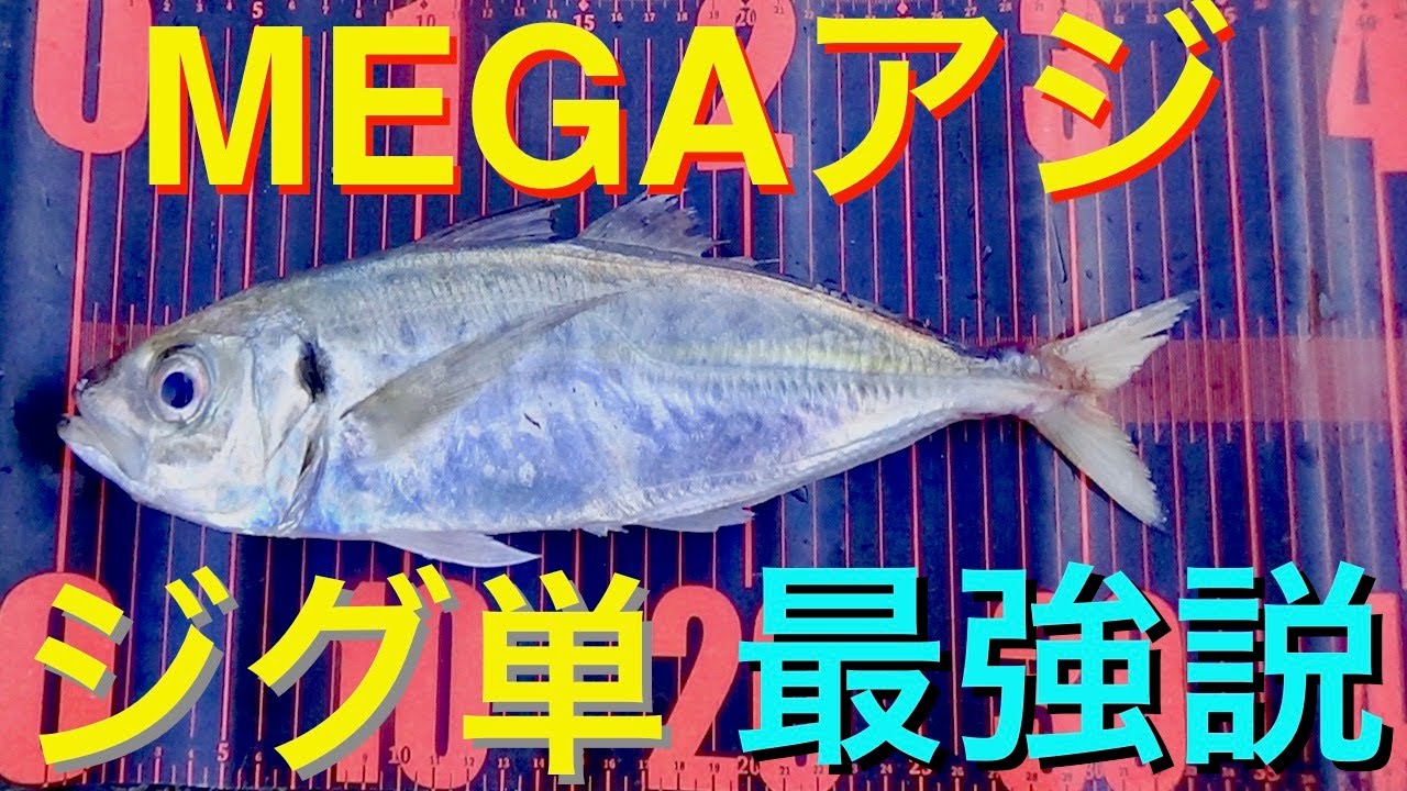 アジング狙え尺アジ。遂に来たかメガアジ。初心者でも簡単にアジが釣れるワームを海に投げてみました。果たして大物認定なるか！