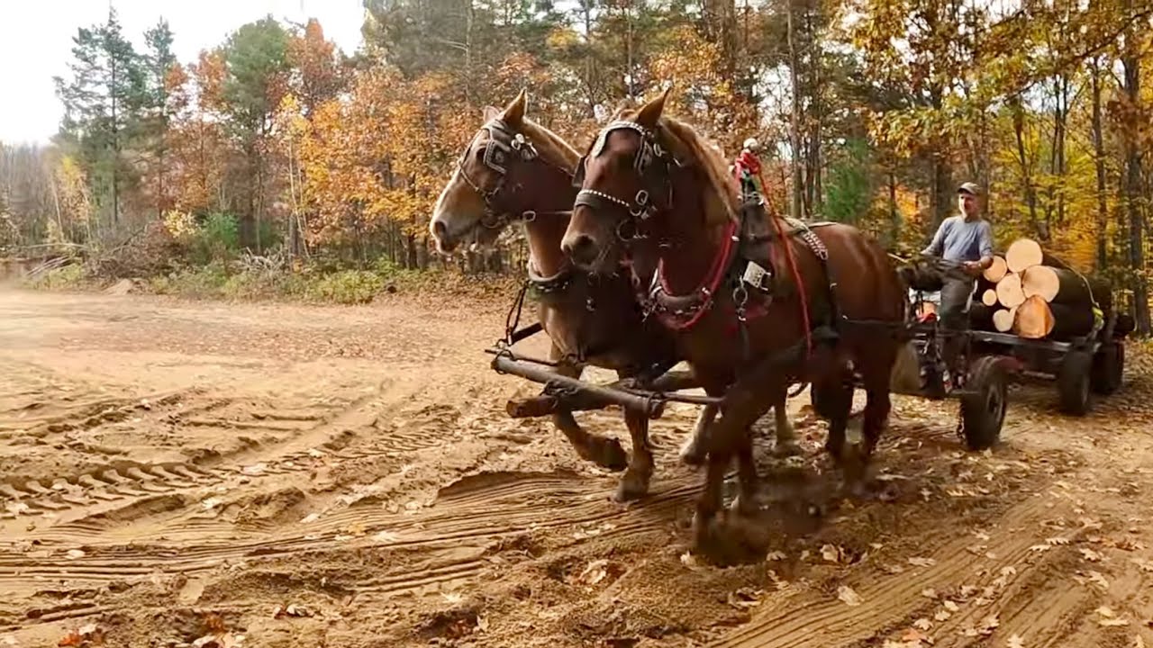 GENTLE GIANTS LOGGING in the Peaceful Autumn Forest! (Part 2) // ASMR #553
