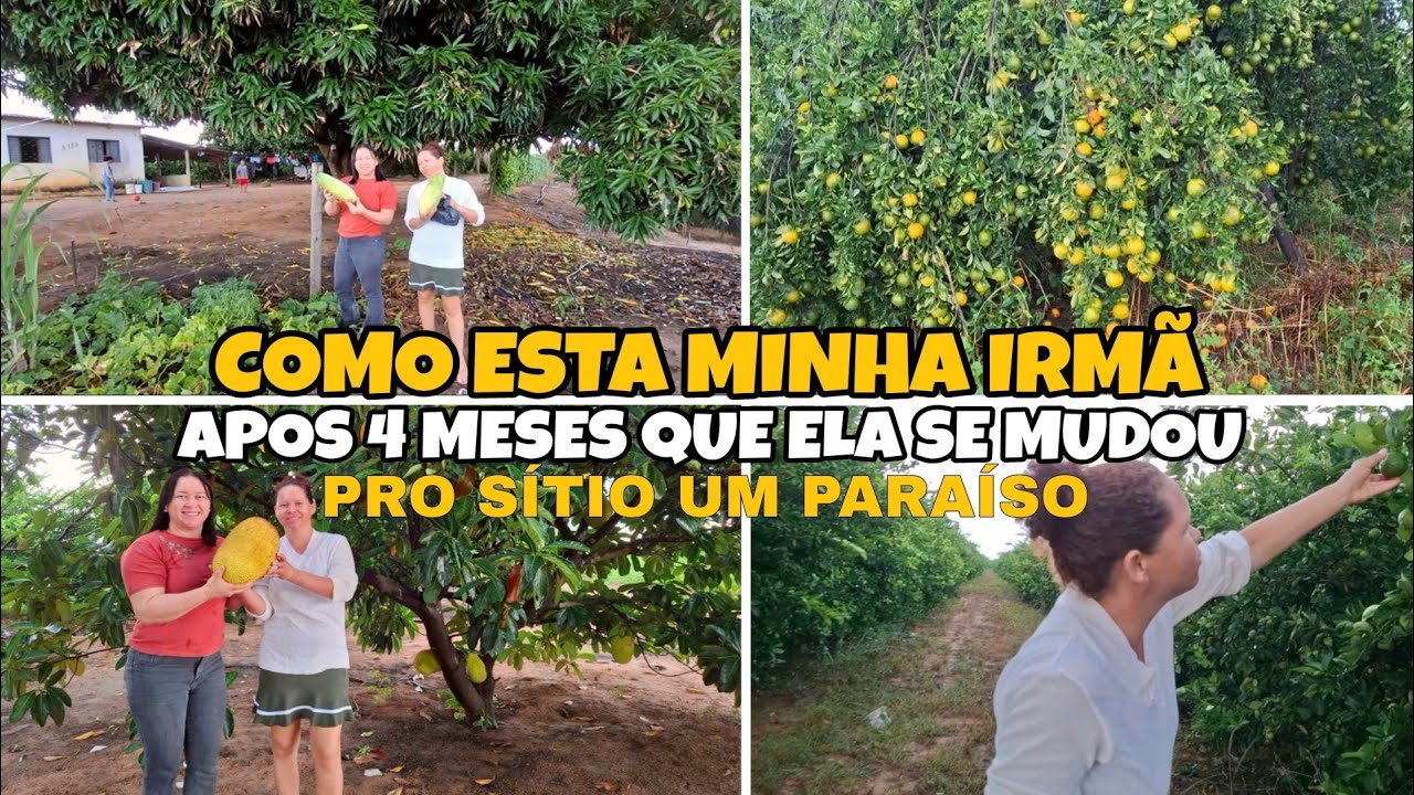 Muita chuva na roça 🌨  fomos no sitio que minha irmã trabalha* colheita de melão e jaca *