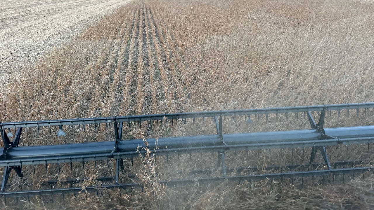 High yielding soybeans