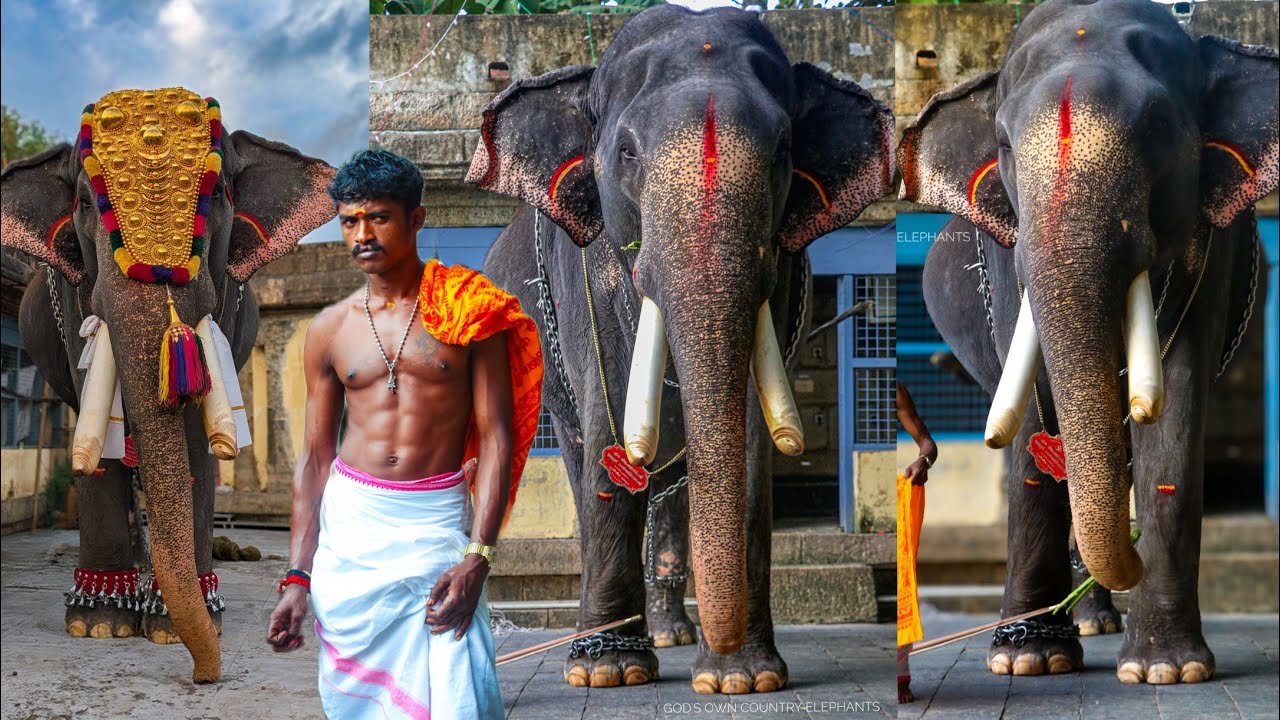 തീയും 💥 തീപ്പൊരിയും 🔥😍 ഉള്ളൂർ കാർത്തികേയനും പാപ്പാൻ വിഷ്ണുവും 🔥😍 Ulloor Karthikeyan Elephant 😍 ആന 
