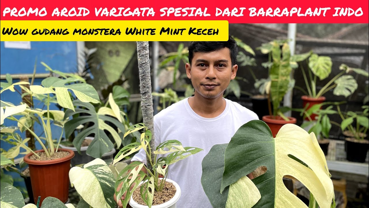 WOW MONSTERA WHITE MINT KECEH 📢 PROMO AROID VARIGATA SPESIAL DARI BARRAPLANT INDO