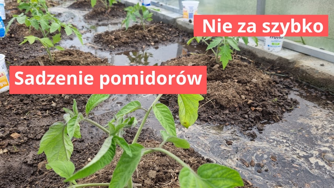 Sadzenie pomidorów ale nie za szybko.