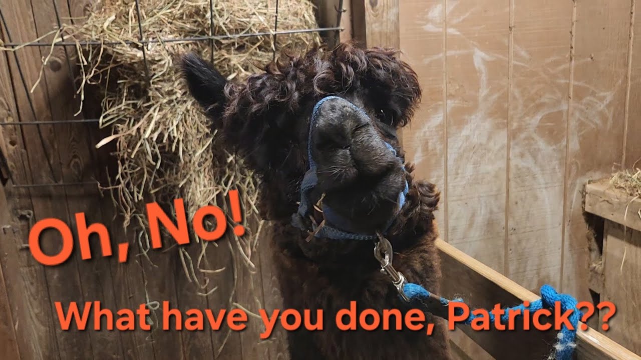 What have you done (again 🙄), Patrick??  #alpaca #farmlife #farmanimals