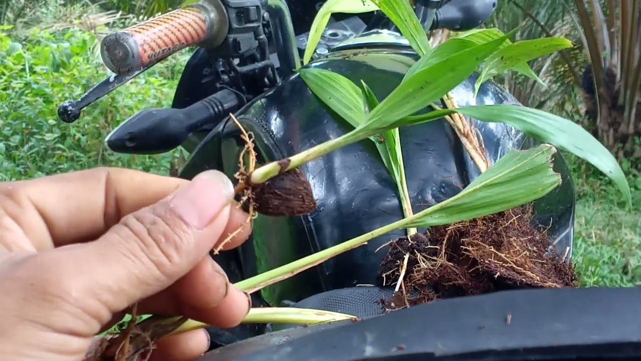 membeda kan bibit sawit landak sama yg titak landak