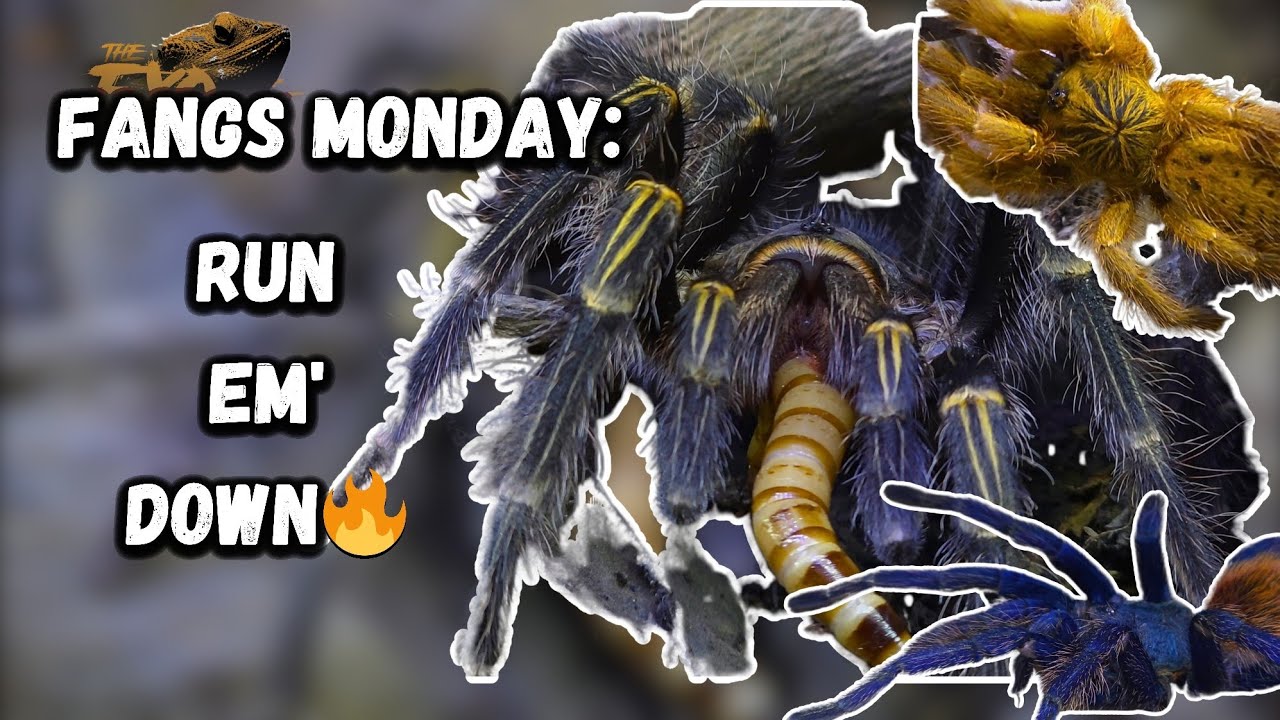 Fangs Monday: Run Em Down🔥👌