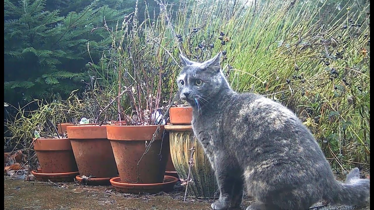 Catnip Highlight Reel #29