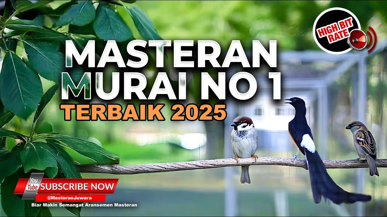 Masteran Murai Batu No 1 Roll Tembak Greja Tarung Pukulan Pukulan Rapat