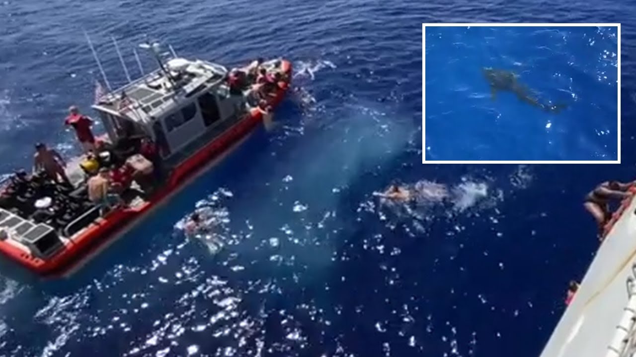 US Coast Guard shoots at a shark as it approaches swimmers