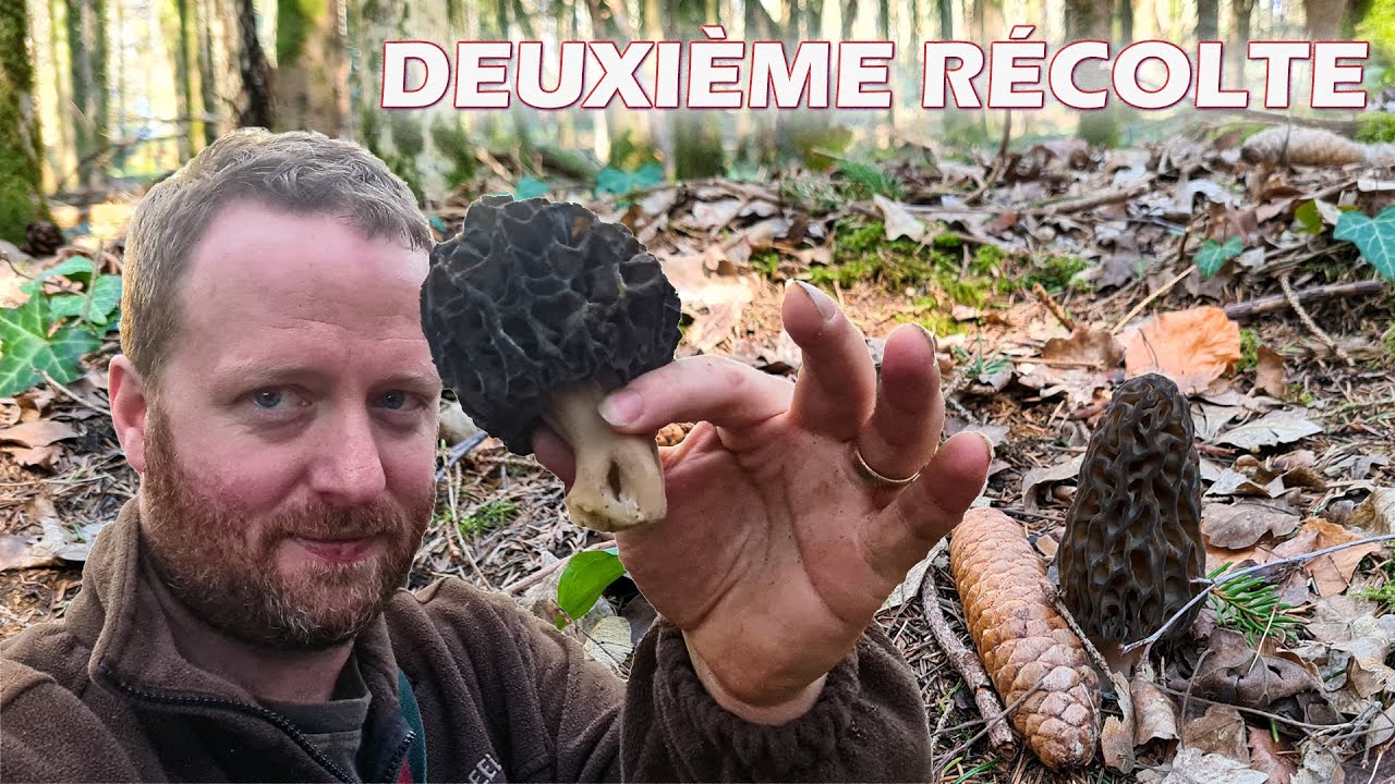 Morilles 2021 : Une deuxième récolte mitigée !