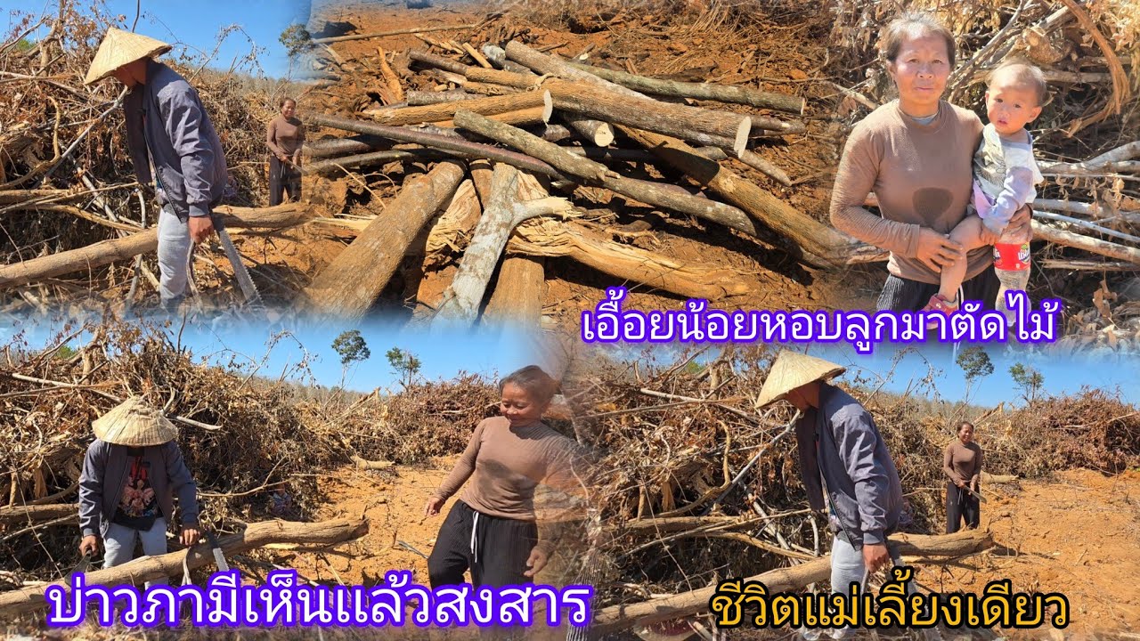 ลุยตัดไม้กลางเเดดวันนี้เจอเอื้อยน้อยหอบลูกมาด้วย 24 มกราคม ค.ศ. 2026