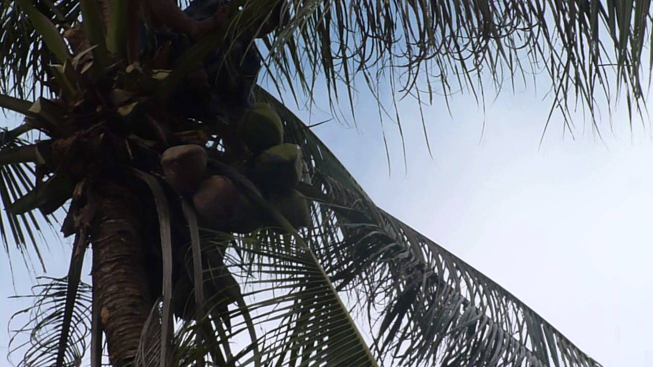 Falling Coconut