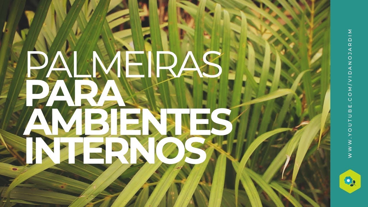 Palmeiras para ambientes internos