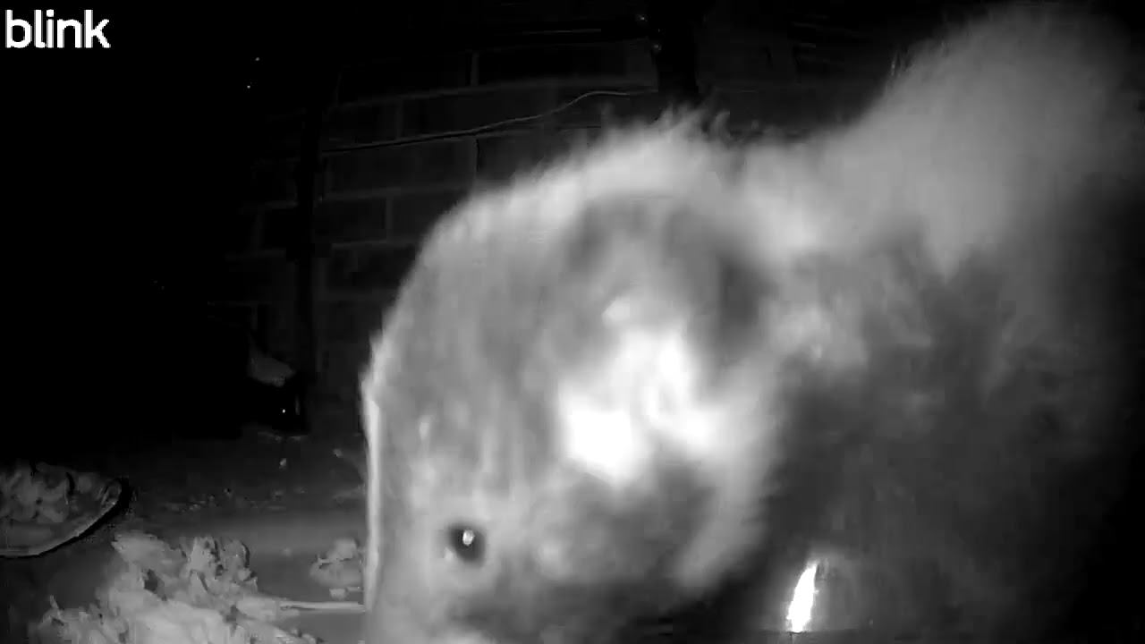 Wildlife Watch: Footie & Biggie 